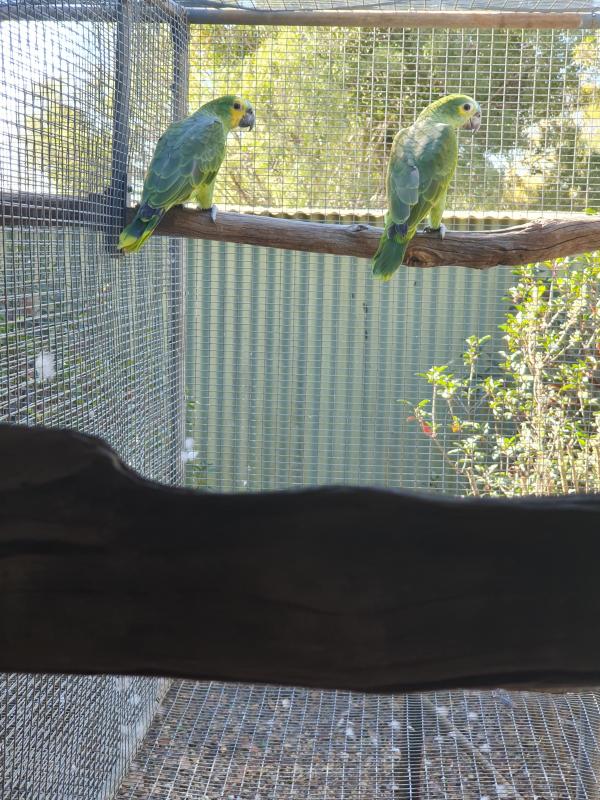 Blue Fronted Amazons