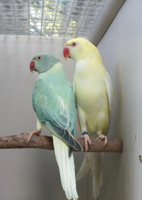 INDIAN RINGNECK MUTATIONS