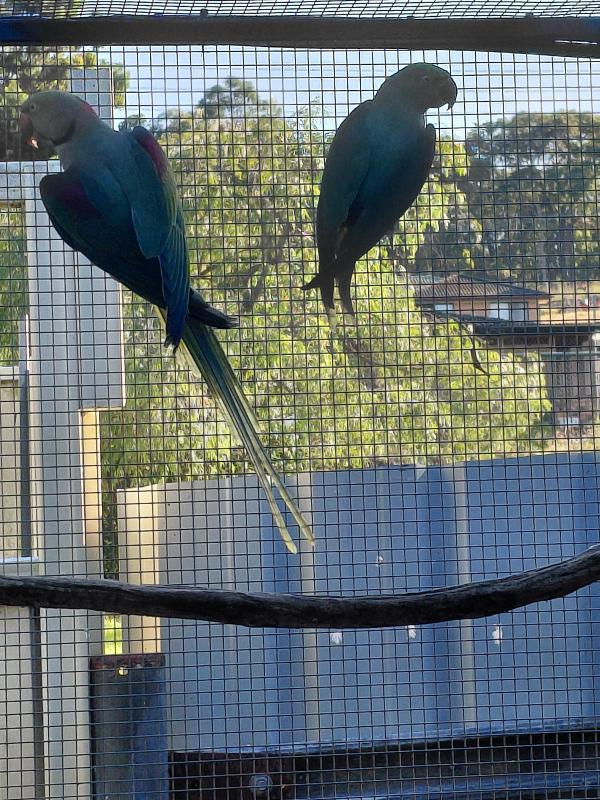 Alexandrine parrot breeding pair