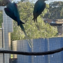 Alexandrine parrot breeding pair