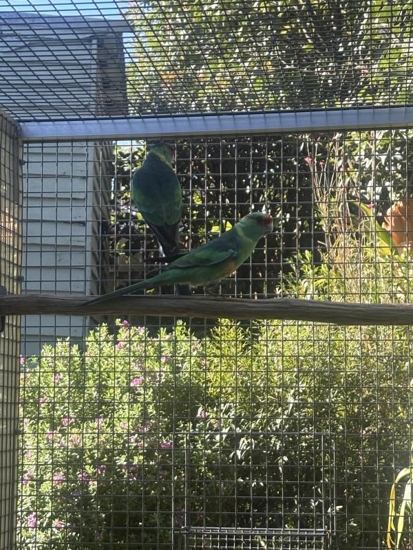 Mallee ring neck 3 year old pair in good feather