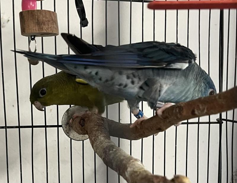 Lineolated Parakeet (Linnies)