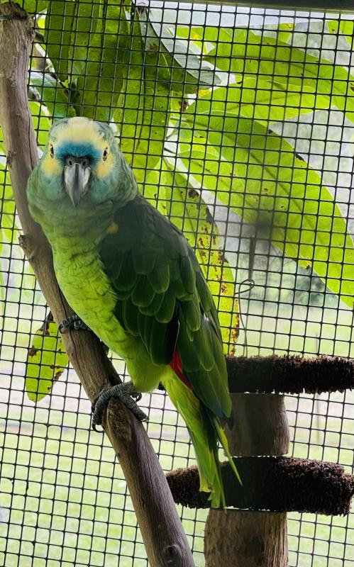 Downsizing Aviary birds