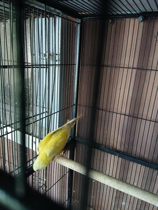 2024 unsexed golden olive plumhead