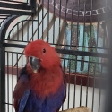 Female eclectus