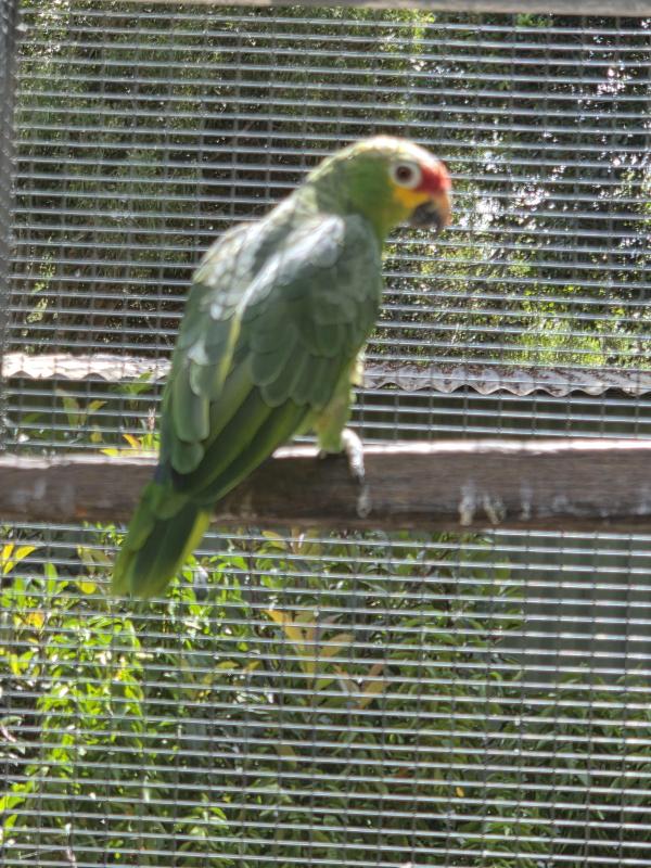 Red Lored Amazon