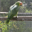 Red Lored Amazon