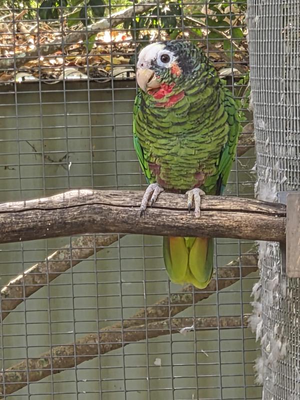 Cuban Amazon