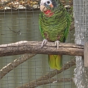 Cuban Amazon