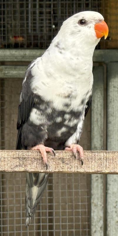 Blue series rainbows