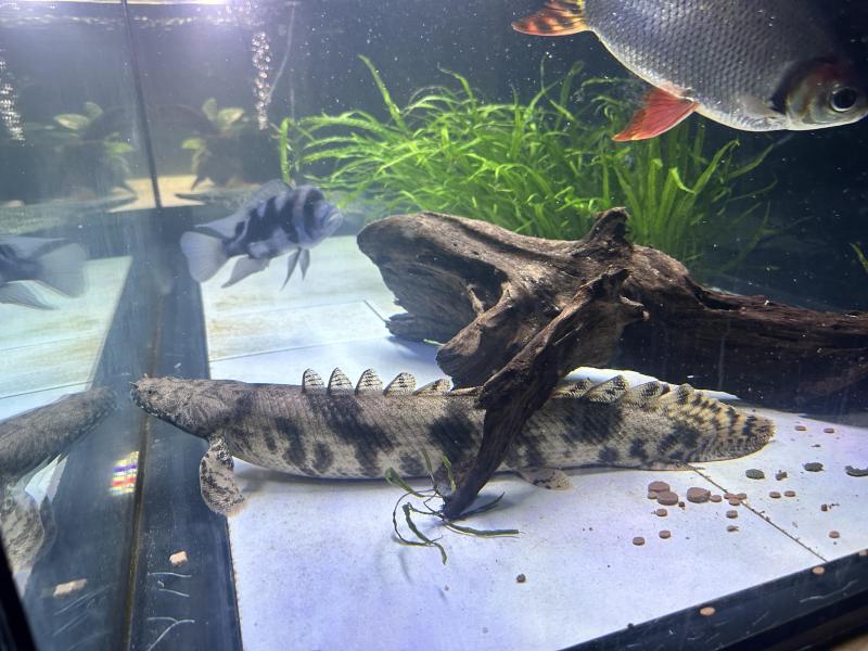 Very large Tiger Bichir 50cm