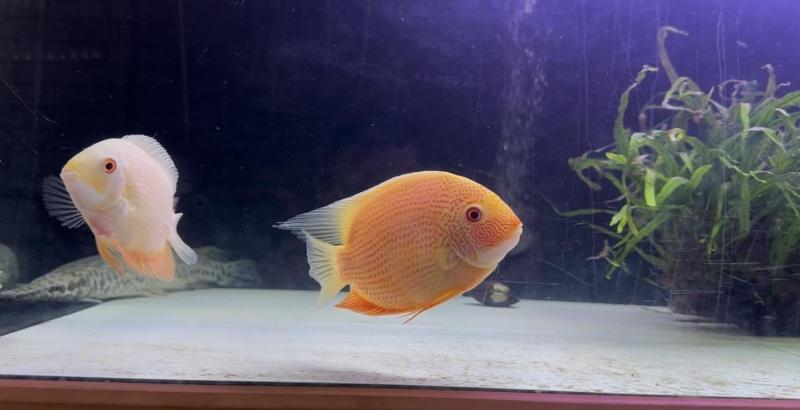 2 gold Severum good size male and female