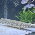 Big Spotted Gar 30-40cm