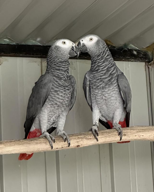 BONDED AFRICAN GREY PAIR