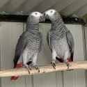BONDED AFRICAN GREY PAIR
