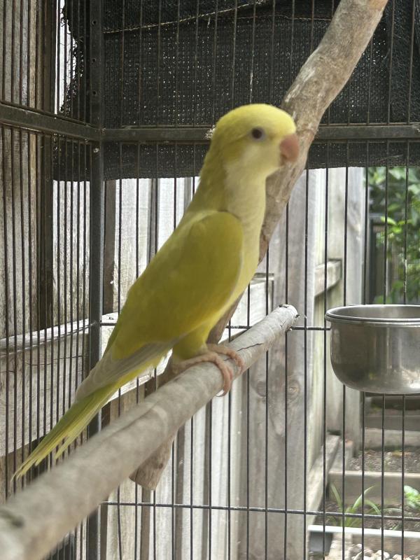 Baby Male Quaker Pallidino Parrot