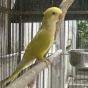 Baby Male Quaker Pallidino Parrot