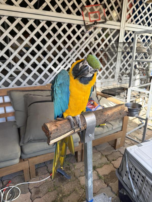 5 years male macaw
