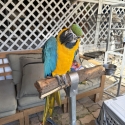 5 years male macaw