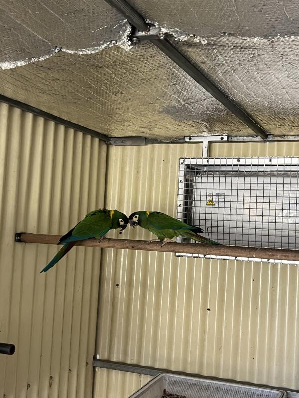 Yellow collared macaw