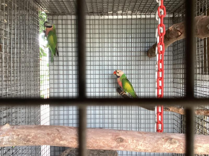 Fallow moustache parrots
