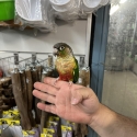 Handraised conures