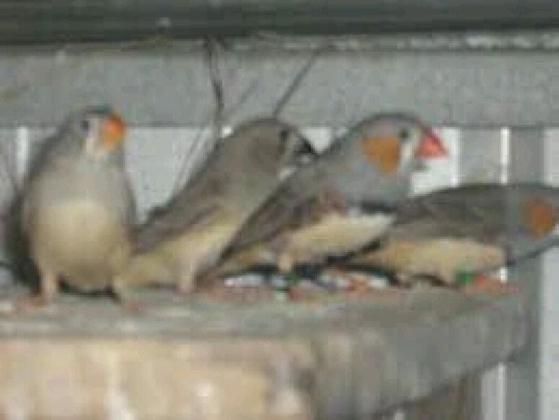 Pure Normal Zebra Finches