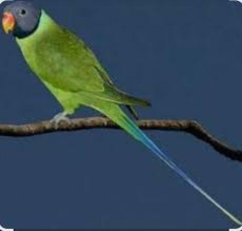 Wanted slatey headed parrots