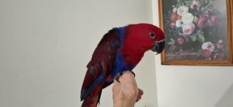 Eclectus hand raised