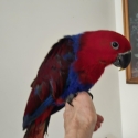 Eclectus hand raised