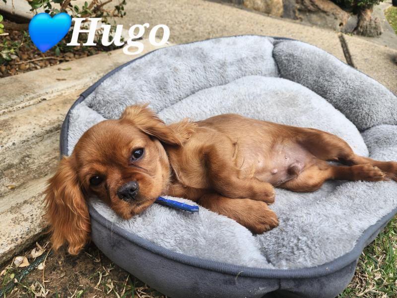 CAVALIER KING CHARLES BOY