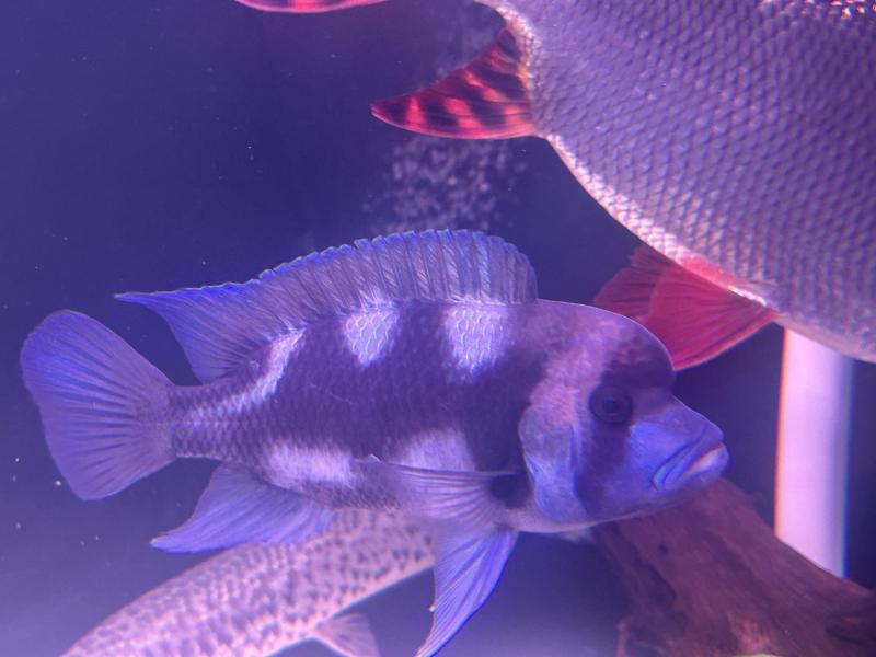 Black widow frontosa