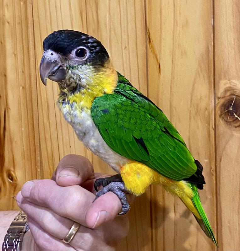 HAND RAISED BLACK HEADED CAIQUE MALE