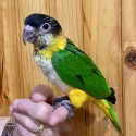 HAND RAISED BLACK HEADED CAIQUE MALE