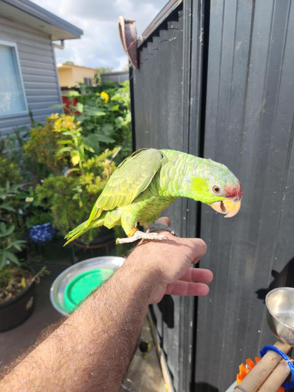 Lilac crowned amazon dna female