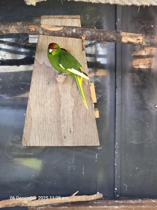 Kakariki