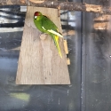 Kakariki