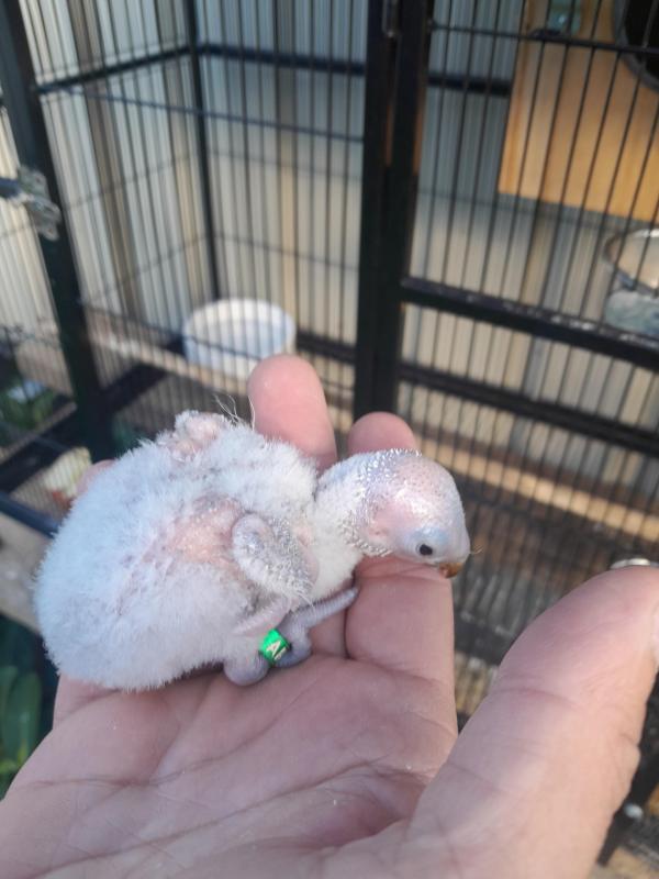 Olive bluefront lorikeet for hand raising