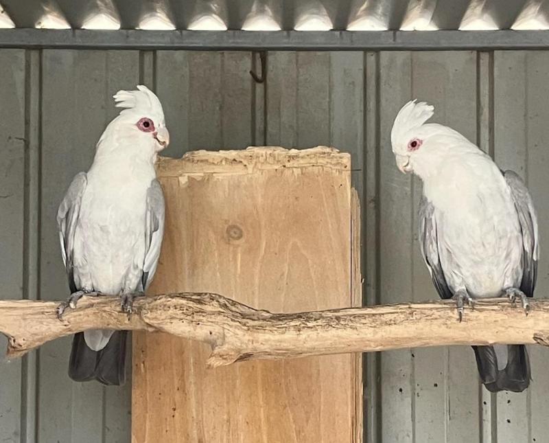 Pair of Blue Galahs