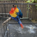 Scarlet macaw