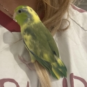 BABY HAND RAISED PARROTLETS! PRICES REDUCED!