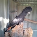 Red tailed black cockatoo