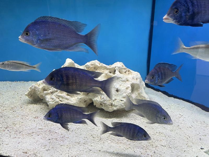 Mdoka White Lip Breeding Colony