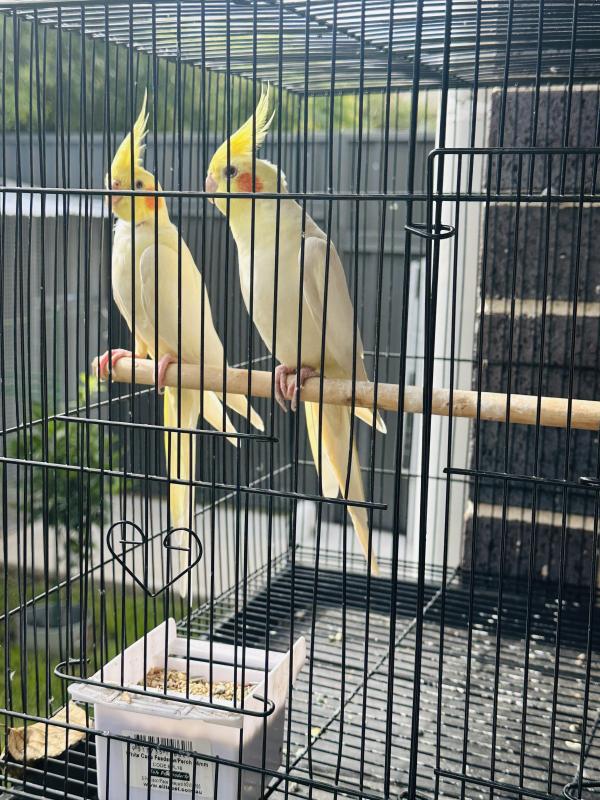 cockatiels Yellow