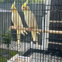 cockatiels Yellow