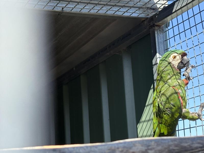 Severe macaw