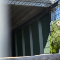 Severe macaw