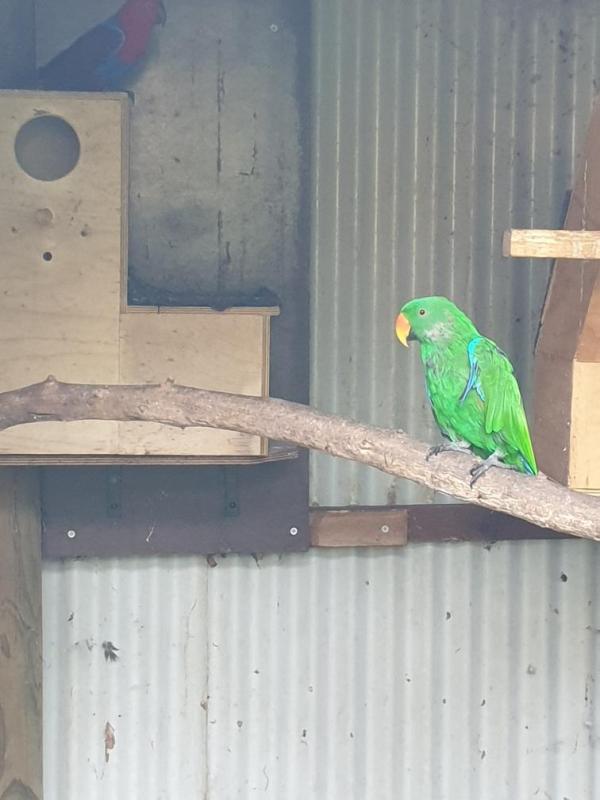 Eclectus parrots