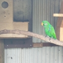 Eclectus parrots