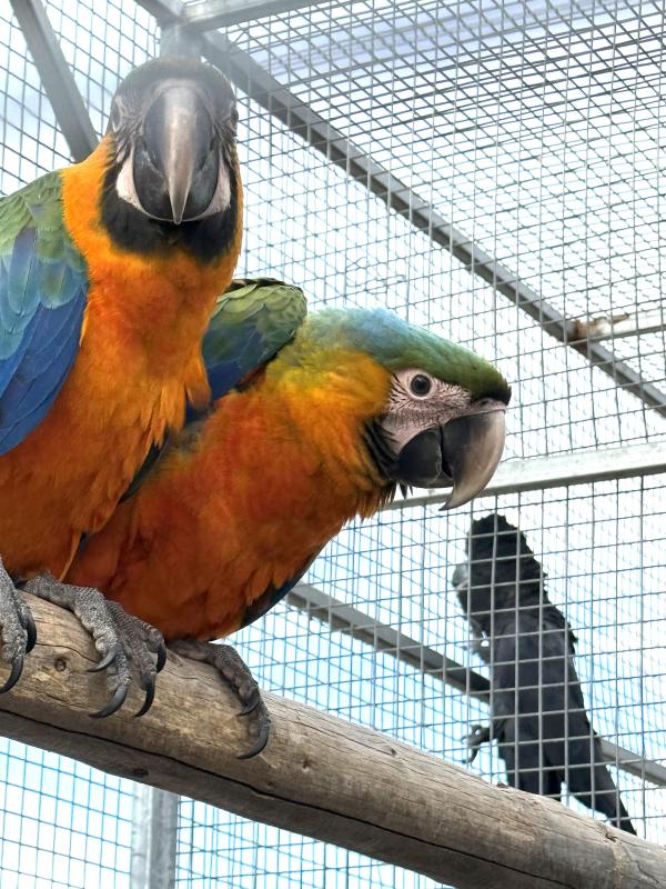 Catilina macaws